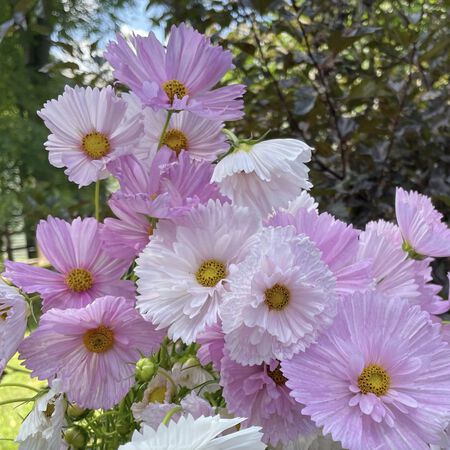 Cupcakes Blush, Cosmo Seeds - Packet image number null